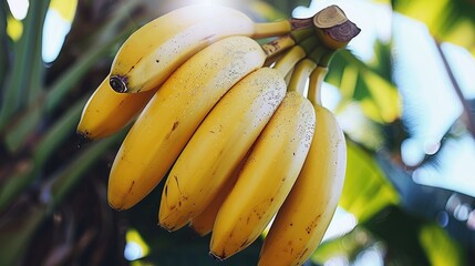 Bunch of banana, banana tree background