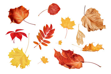 autumn fallen leaves stand out on a white background