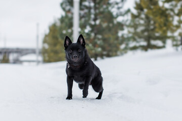 Schipperke black dog in snow. dog  in the park