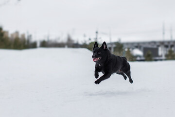 Schipperke black dog in snow. dog  in the park
