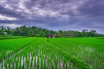 beautiful morning view from Indonesia of mountains and tropical forest