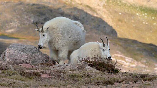 A mountain goat is in its natural environment in the alpine region of the Beartooth Highway in Montana. This highway is near Yellowstone National Park.