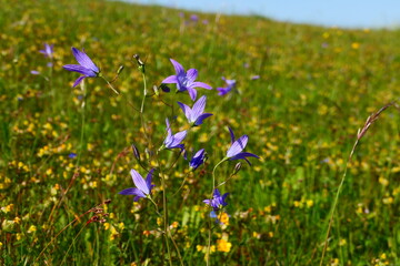 Blumenwiese, Wiesenblumen