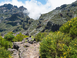 View over spartium yellow flowers and heather bush on green mountains in misty clouds. Hiking trail PR1.2 from Achada do Teixeira to Pico Ruivo, highest peak in the Madeira, Portugal