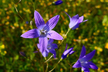 Blüte der Glockenblume