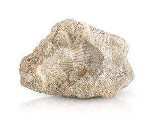 rock sample highlighted on a white background. The imprint of two seashells is visible on the stone.
