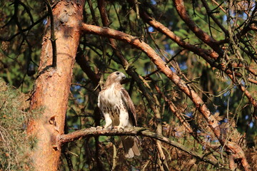 Hawk in Tree