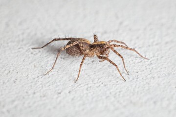 a small spider Tegenaria domestica  on the wall