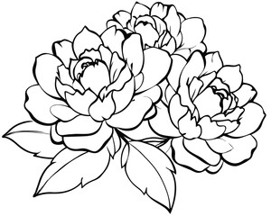 Black white line sketch flower art