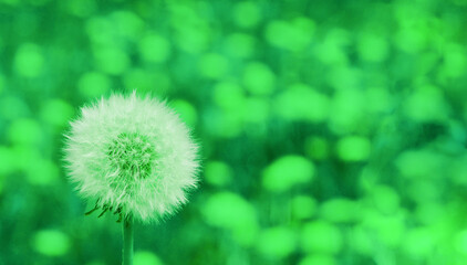 Abstract image of a white dandelion on a green mottled background.