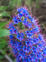Close up of a Echium candicans, Pride of Madeira, large blue flowers in full bloom