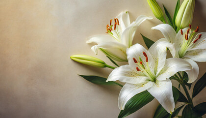 beautiful white lilies on light background, evoking gentleness and purity