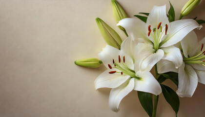 Fototapeta premium beautiful white lilies on light background, evoking gentleness and purity