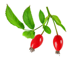 one sprig of rosehip is highlighted on a white background
