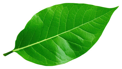 PNG Leaf plant green freshness.