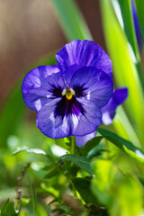 Viola tricolor on natural background