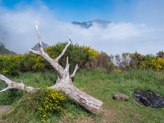 green foggy misty mountains covered with yellow flowers with empty camp fire and white dead tree at hiking trail PR12 to Pico Grande one of the highest peaks in the Madeira, Portugal