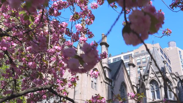 NEW YORK, NEW YORK, USA - APRIL 15, 2024: Kwanzan Cherry blossoms are in bloom at Grace Church in Greenwich Village during spring season in New York City. 