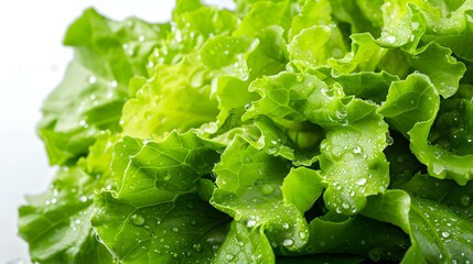 Close up of fresh Lettuces on a white Background
