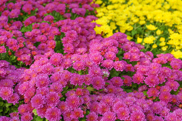 Fresh bright blooming pink korean garden chrysanthemums bushes Cherry lace in autumn garden outside in sunny day. Flower background for greeting card, wallpaper, banner, header.