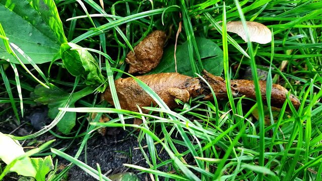 Crop person cleaning grass from dog shit.  Woman's hand with poo bag picking up Pooch poop from the lawn. Problem of cleanliness and animal waste in the city.