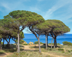 Pine trees on ocean shore on sky and water background.
