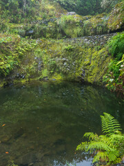 View of small pond at hiking trail PR10 Levada do Furado. One of the oldest and most popular...