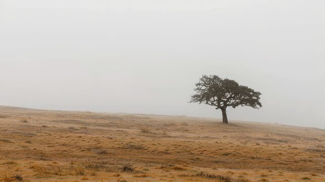   A solitary tree atop a dry grass-covered hillside amidst a foggy day