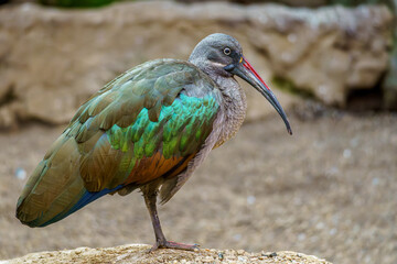 A beautiful colored Hadada ibis in the zoo of Wroclaw