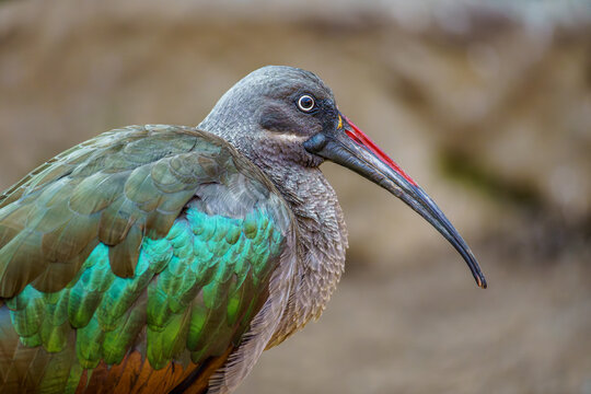A beautiful colored Hadada ibis in the zoo of Wroclaw