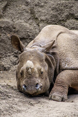 Naklejka premium A relaxing Indian rhinoceros at the zoo of Wroclaw