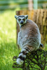 A Ring-tailed lemur looking back while sitting on a bush in the zoo of Wroclaw