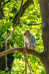 A Barbary ape sitting in a tree at the zoo of Wroclaw