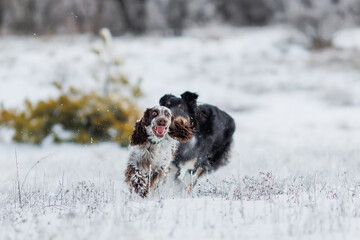 dog border collie  and  english springer spaniel. a group of dogs