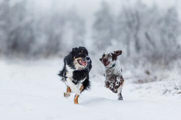 dog border collie  and  english springer spaniel. a group of dogs