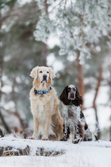 golden retriever and english springer spaniel  in the snow. a group of dogs