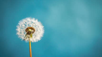 close up of dandelion on the blue background, generative ai