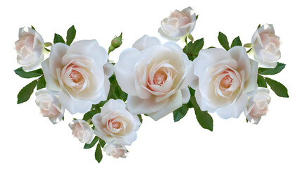 White roses isolated on transparent background, PNG