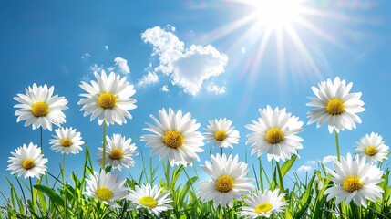   A field of white daisies beneath a clear blue sky Sun filters through drifting clouds