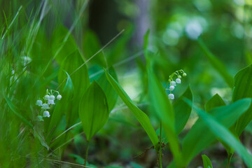 Lily of the valley - white flower with green leaves in the forest. Nice bokeh.