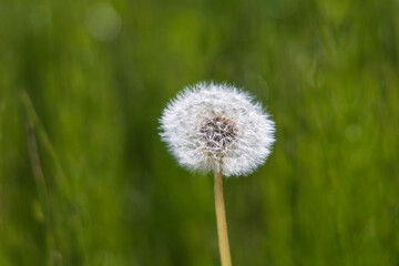 Blooming dandelion on a green background. The photo has a nice bokeh.