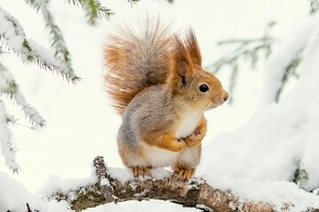 A wild squirrel sits on a tree branch in a winter snowy forest.