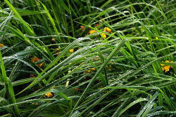 Fresh green grass covered with water drops.