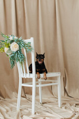 Miniature pinscher in the photo studio