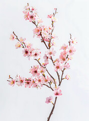  A pink peach blossom branch with flowers, with a white background