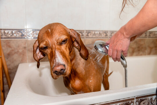 Reluctant mixed-breed dog getting a bath