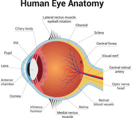 Human Eye Anatomy Science Vector Design