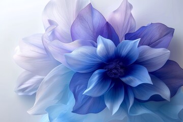 Blue and White Flower on White Background