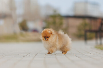 The dog is a puppy of the Pomeranian breed