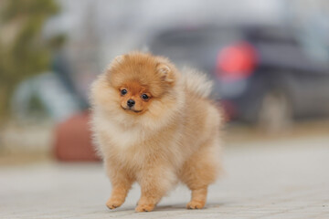 The dog is a puppy of the Pomeranian breed